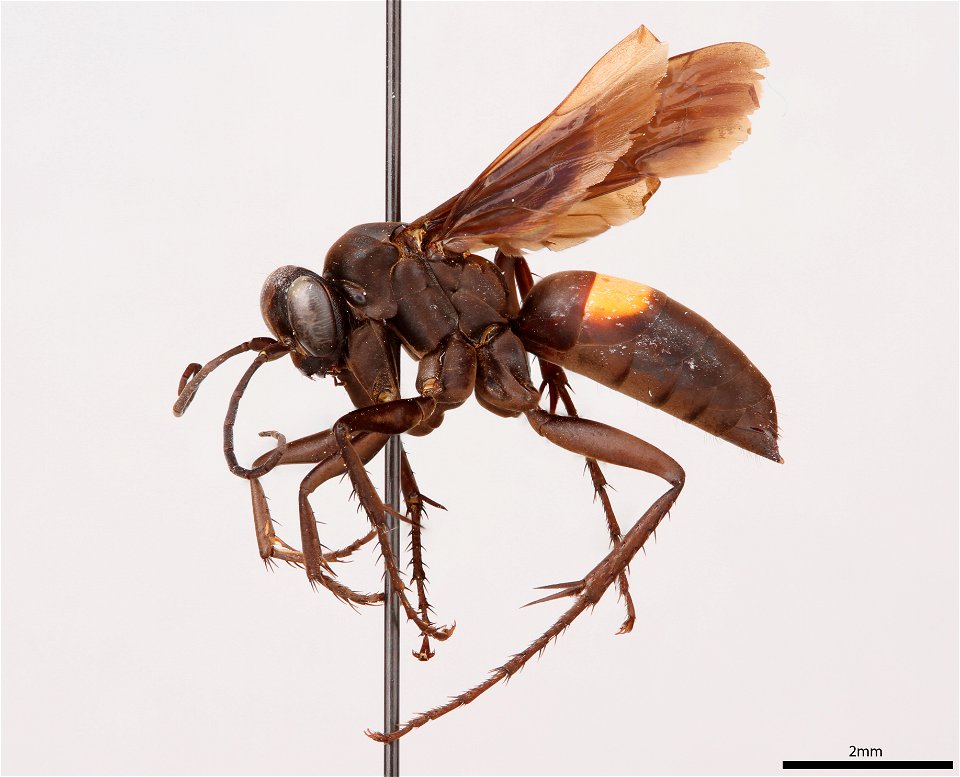 Spider wasp female (Pompilidae, Anoplius marginalis)