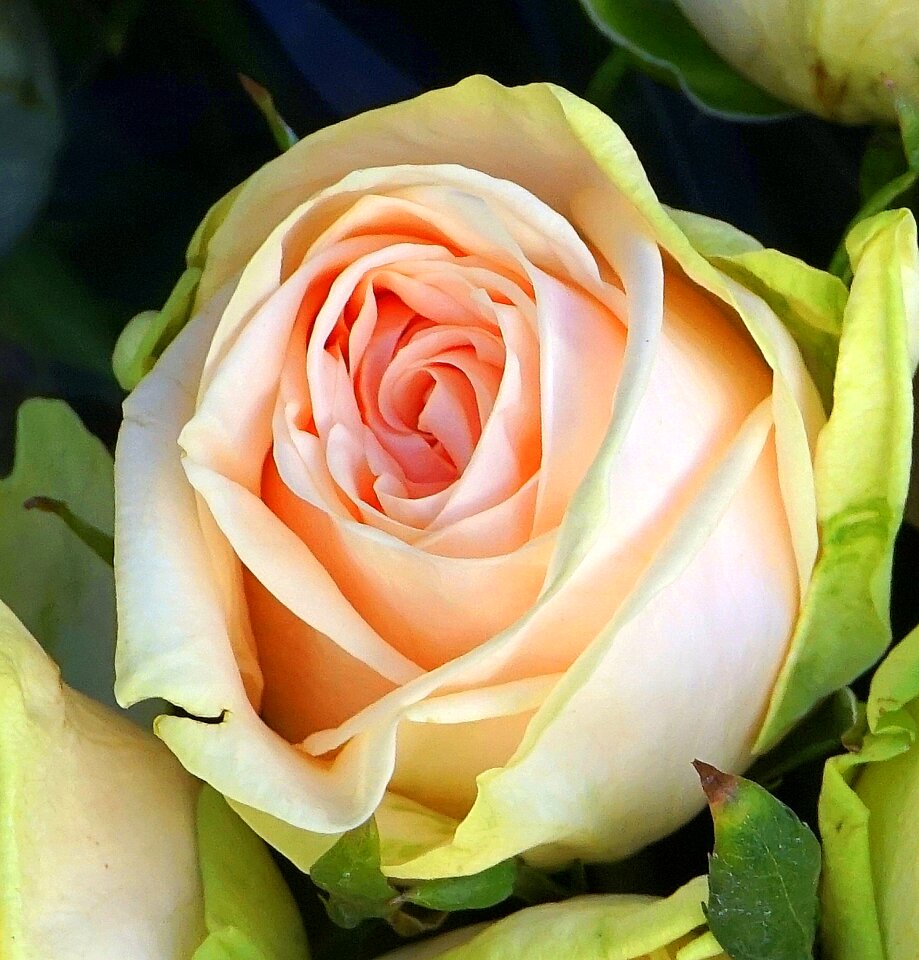 Pink romantic petals