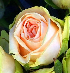 Pink romantic petals