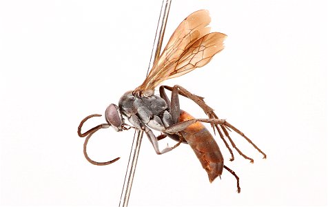 Spider wasp male (Pompilidae, Anoplius marginatus)