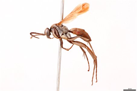 Spider wasp male (Pompilidae, Anoplius percitus)