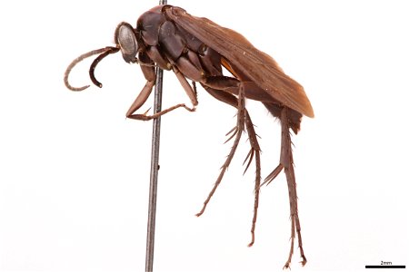 Spider wasp male (Pompilidae, Anoplius nigritus)