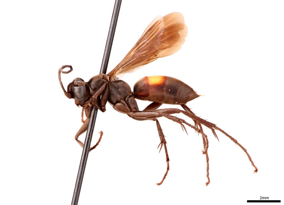 Spider wasp female (Pompilidae, Anoplius marginatus)
