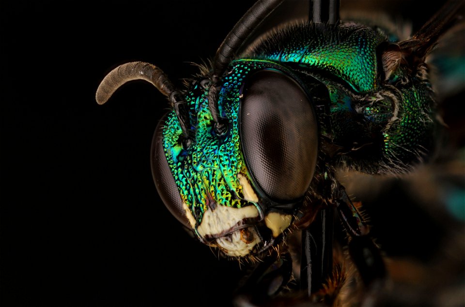 Unidentified Halictid Bee
