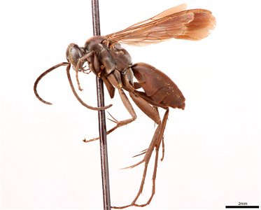 Spider wasp male (Pompilidae, Anoplius moestus)