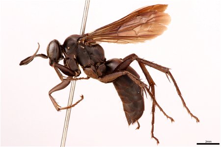 Spider wasp female (Pompilidae, Anoplius moestus)