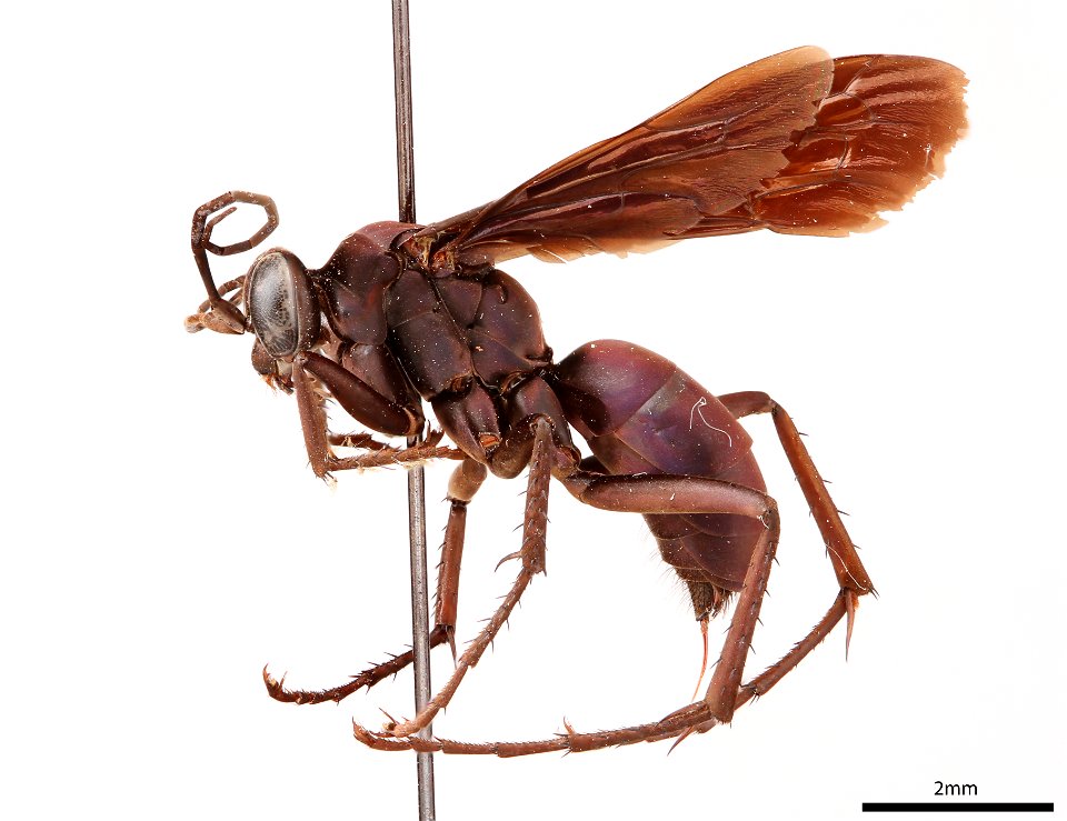 Spider wasp female (Pompilidae, Anoplius lepidus)