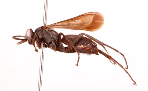 Spider wasp male (Pompilidae, Anoplius papago)