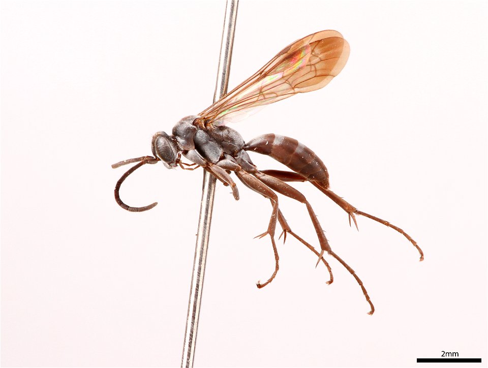 Spider wasp male (Pompilidae, Anoplius ithaca)
