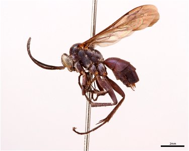 Spider wasp male (Pompilidae, Anoplius fulgidus)