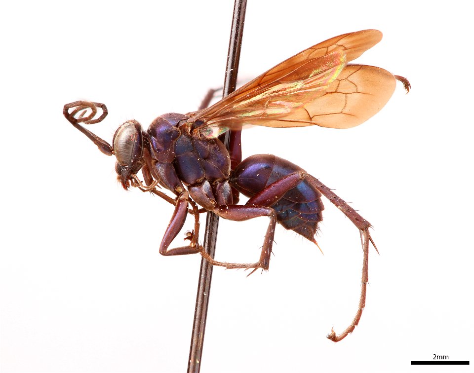Spider wasp female (Pompilidae, Anoplius fulgidus)