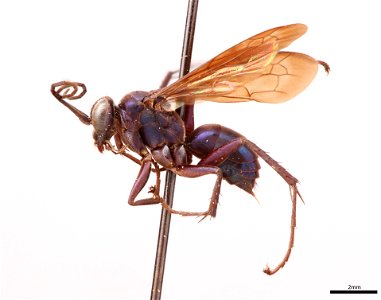 Spider wasp female (Pompilidae, Anoplius fulgidus)