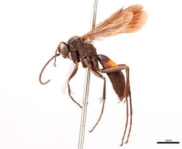 Spider wasp male (Pompilidae, Anoplius fraternus)