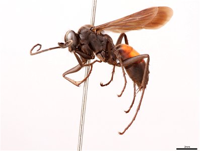 Spider wasp female (Pompilidae, Anoplius fraternus)