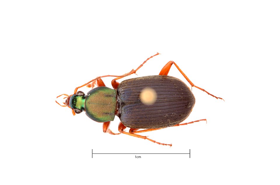 Chlaenius (Chlaeniellus) tricolor