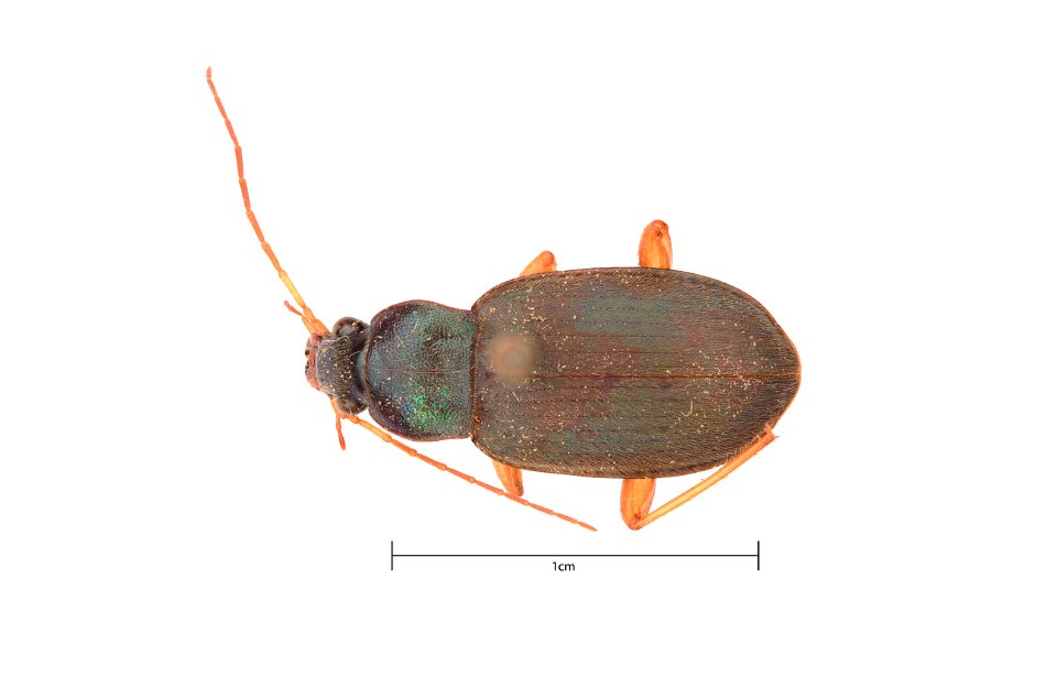 Chlaenius (Chlaenius) sericeus