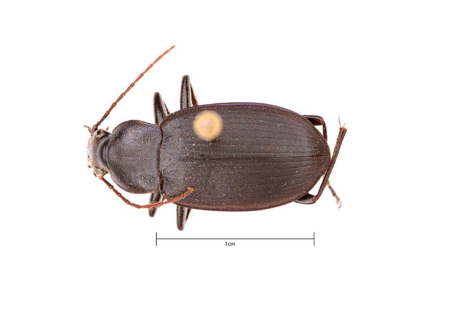 Chlaenius (Chlaenius) orbus