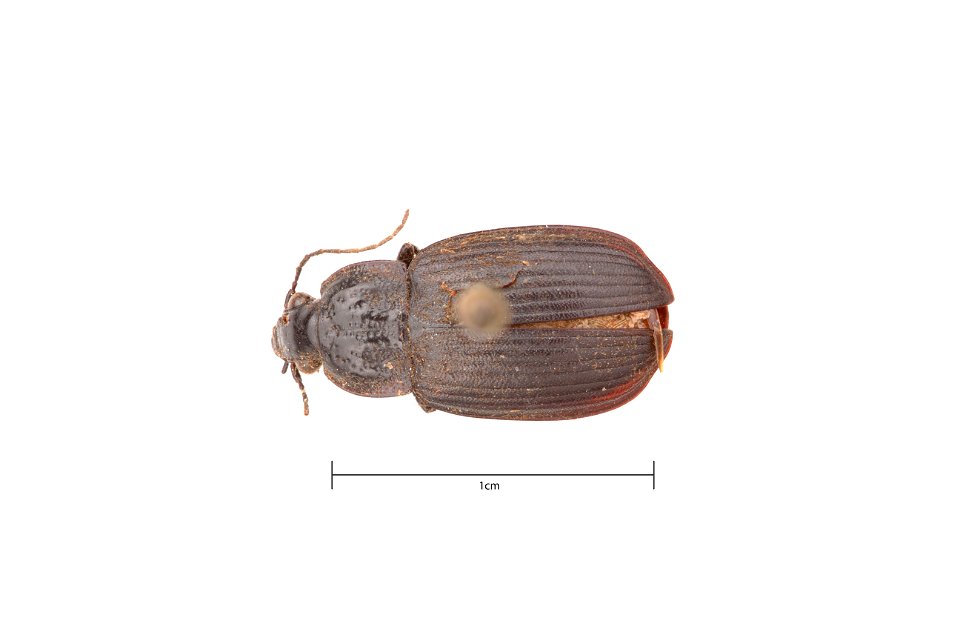 Chlaenius (Agostinus) niger