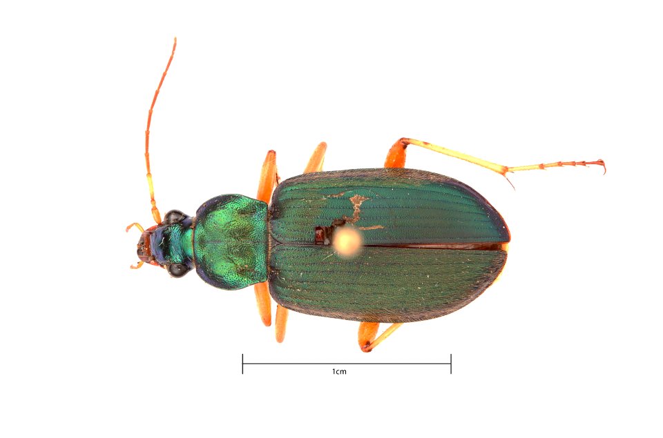 Chlaenius (Lithochlaenius) prasinus