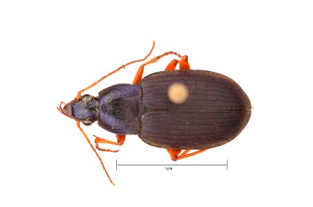 Chlaenius (Chlaenius) laticollis