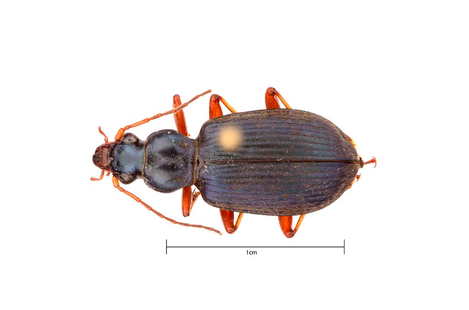 Chlaenius (Lithochlaenius) leucoscelis