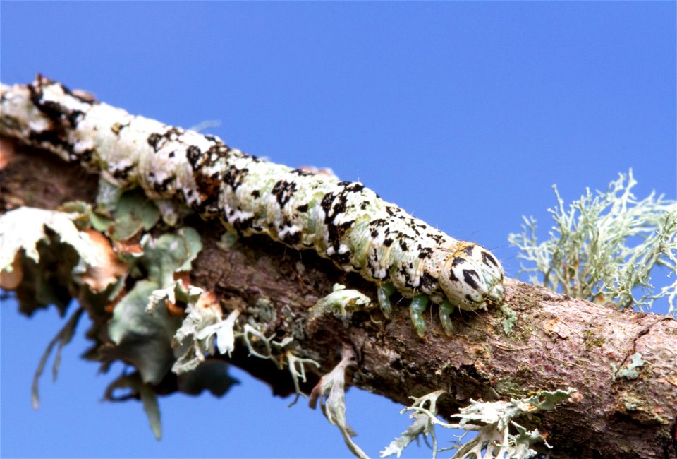 Catocala caterpillar