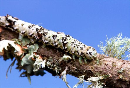 Catocala caterpillar photo