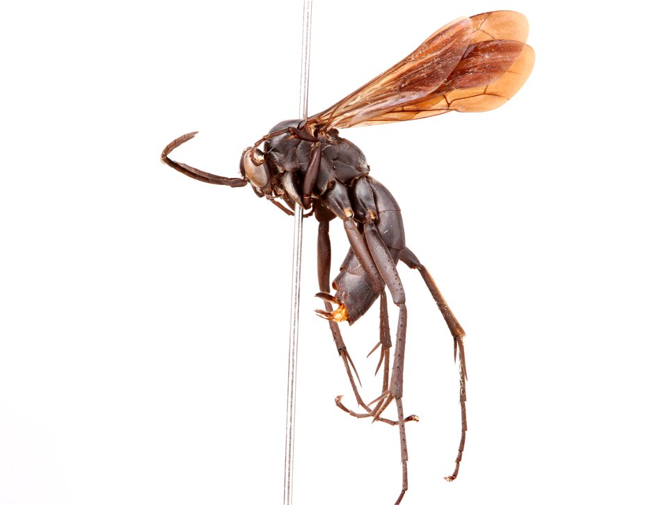 Spider wasp male (Pompilidae, Anoplius depressipes)