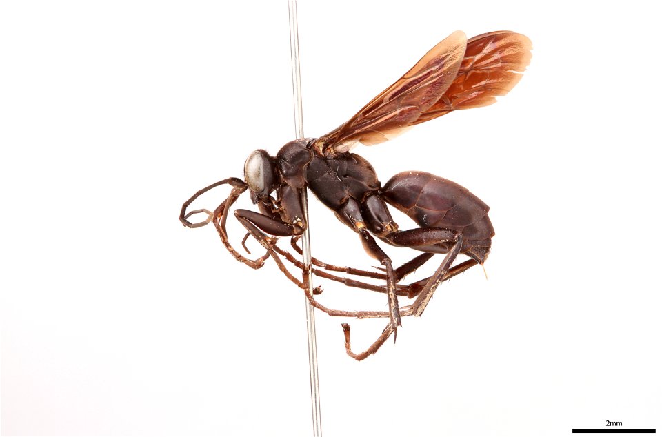 Spider wasp female (Pompilidae, Anoplius depressipes)