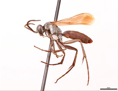 Spider wasp male (Pompilidae, Anoplius clystera)