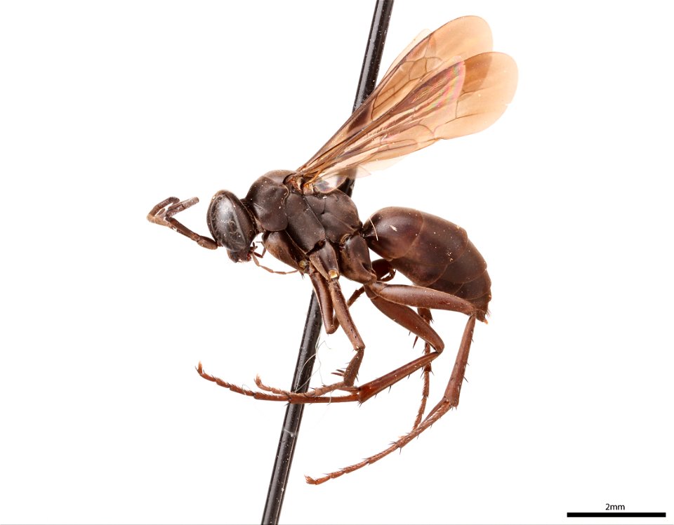 Spider wasp female (Pompilidae, Anoplius clystera)