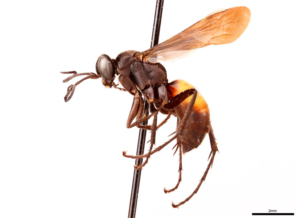 Spider wasp female (Pompilidae, Anoplius cylindricus)