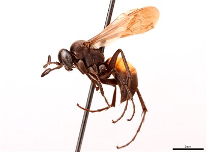 Spider wasp female (Pompilidae, Anoplius brevihirta)