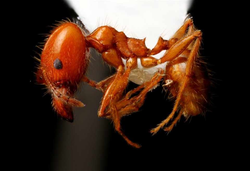 Pheidole dentata major worker (Formicidae, Pheidole dentata)