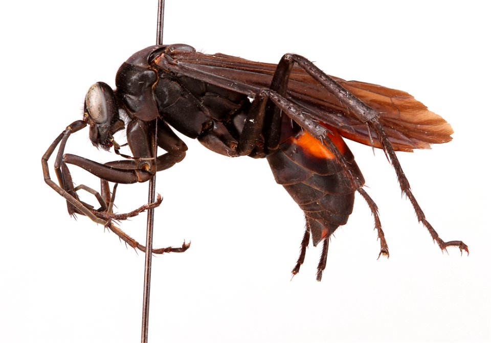 Spider wasp female (Pompilidae, Anoplius atrox)