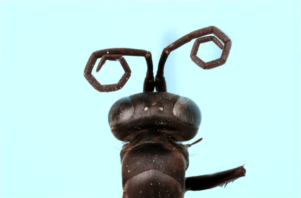 Spider wasp female (Pompilidae, Anoplius clystera)