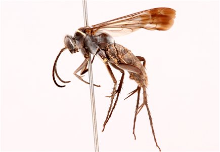 Spider wasp male (Pompilidae, Anoplius bolli)