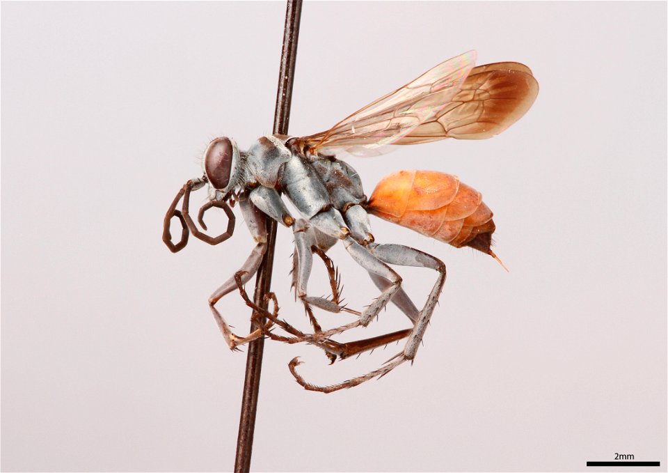 Spider wasp female (Pompilidae, Anoplius apiculatus)