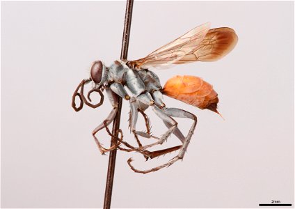 Spider wasp female (Pompilidae, Anoplius apiculatus)