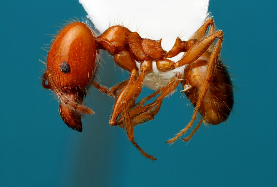 Pheidole dentata major worker (Formicidae, Pheidole dentata)