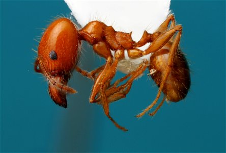 Pheidole dentata major worker (Formicidae, Pheidole dentata)