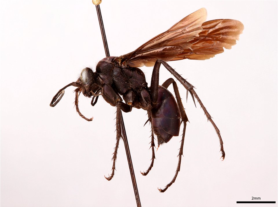Spider wasp female (Pompilidae, Anoplius aethiops)