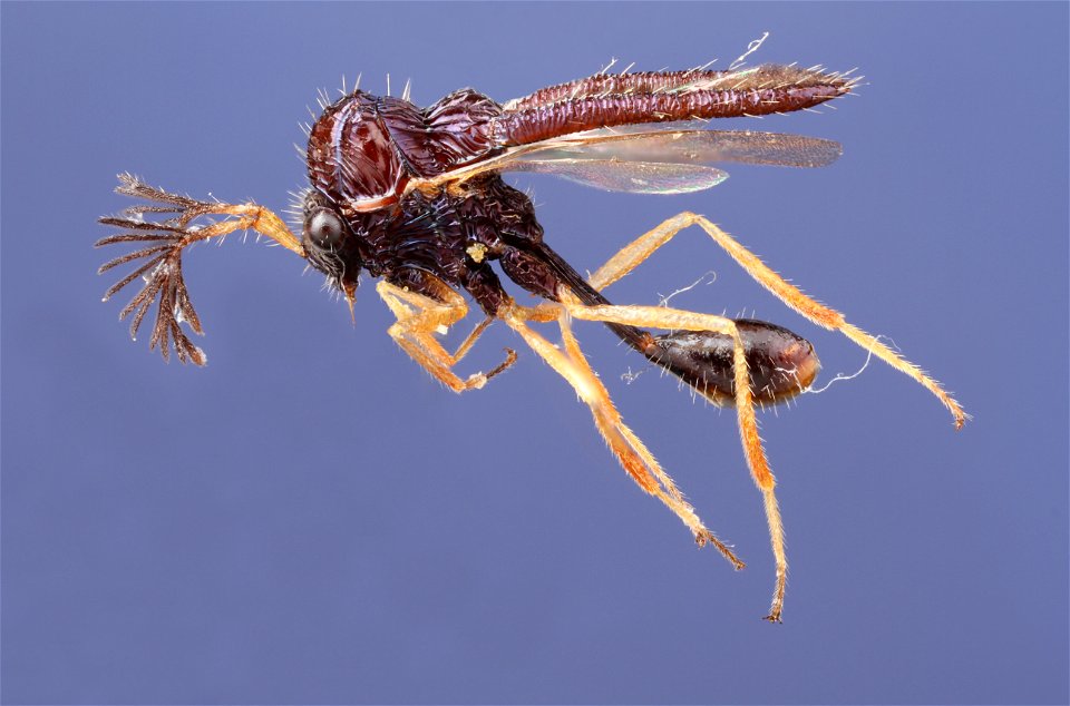 Chalcid wasp (Eucharitidae)