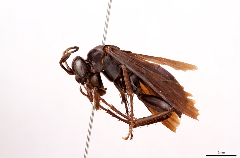 Spider wasp female (Pompilidae, Anoplius acapulcoensis)