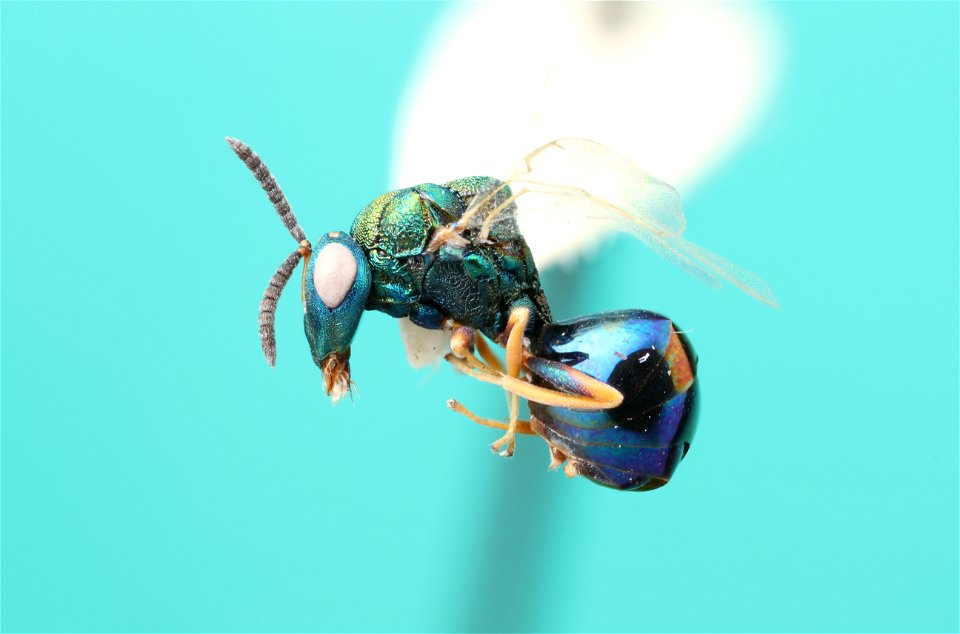 Orasema parasitoid wasp (Eucharitidae, Orasema)