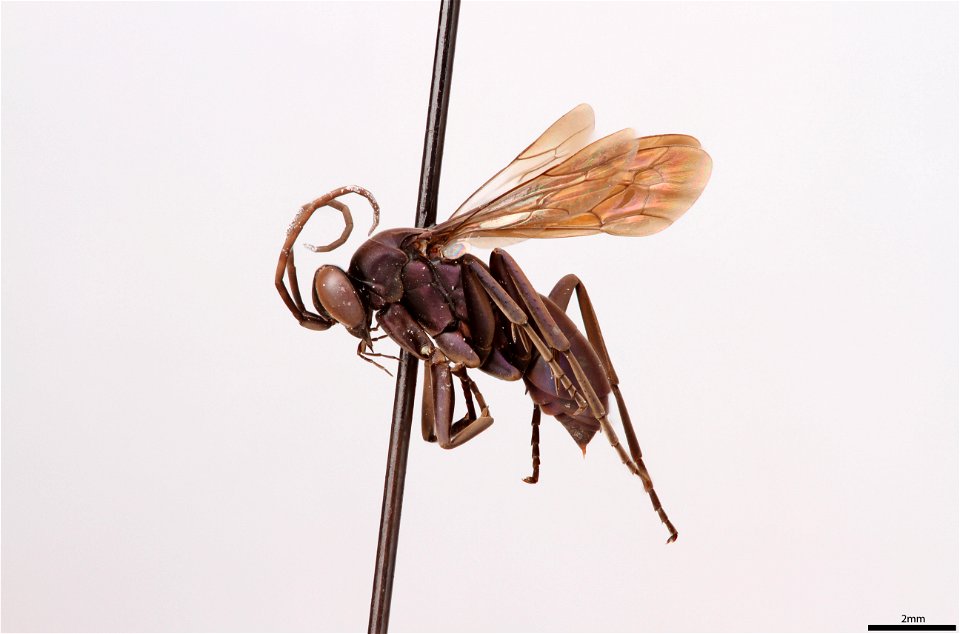 Spider wasp female (Pompilidae, Allochares azureus)