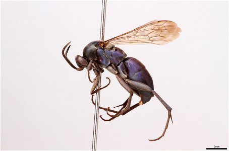 Spider wasp male (Pompilidae, Allochares azureus)