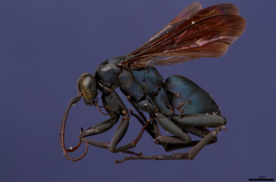 Spider wasp female (Pompilidae, Allochares azureus)