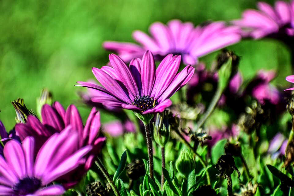 Fine nature colorful