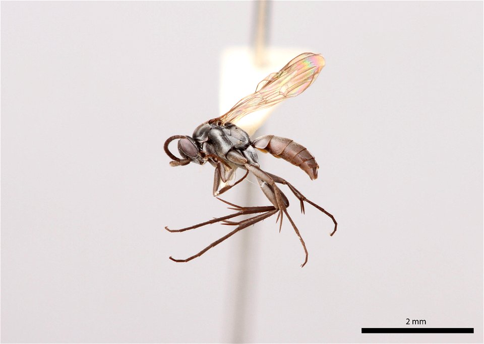 Spider wasp male (Pompilidae, Allaporus rufiventris)